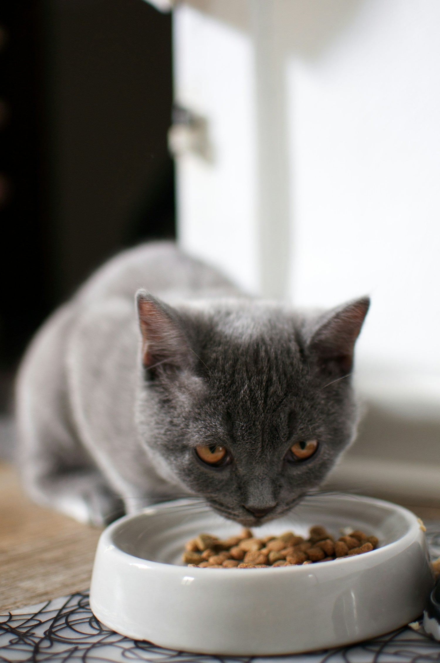 Cat Supplies